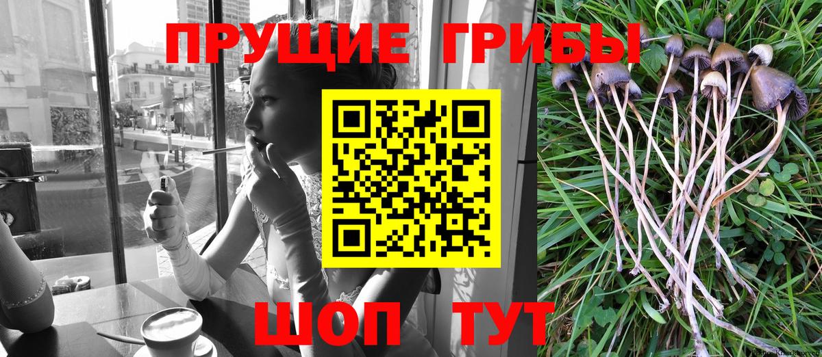 Псилоцибиновые грибы Psilocybine cubensis  Вход с VPN  Коркино 
